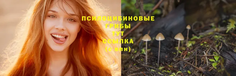 как найти закладки  Аксай  Галлюциногенные грибы Psilocybine cubensis 